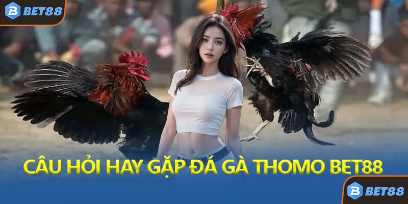 Câu Hỏi Thường Gặp Về Đá Gà Thomo Bet88