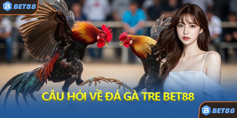 Câu Hỏi Về Đá Gà Tre Bet88