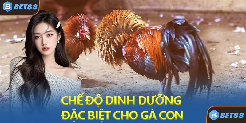 Chế Độ Dinh Dưỡng Đặc Biệt Cho Gà Con