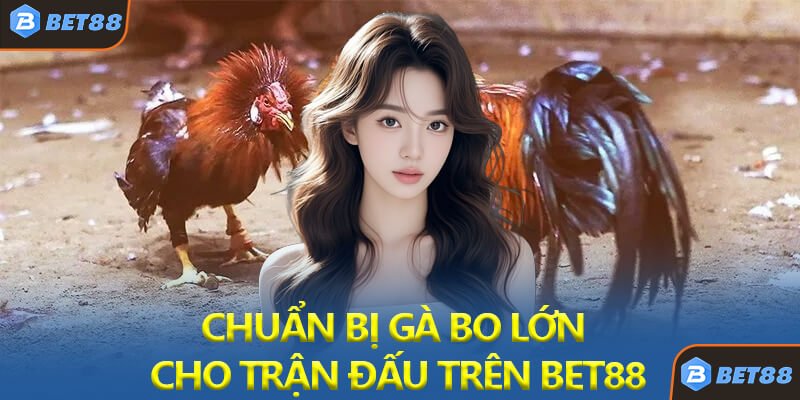 Chuẩn Bị Gà Bo Lớn Cho Trận Đấu Trên Bet88