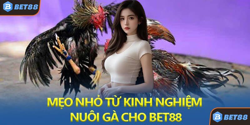 Mẹo Nhỏ Từ Kinh Nghiệm Nuôi Gà Cho Bet88