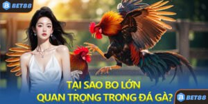 Tại Sao Bo Lớn Lại Quan Trọng Trong Đá Gà?