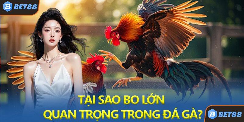 Tại Sao Bo Lớn Lại Quan Trọng Trong Đá Gà?