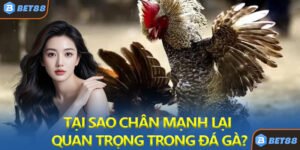 Tại Sao Chân Mạnh Lại Quan Trọng Trong Đá Gà?