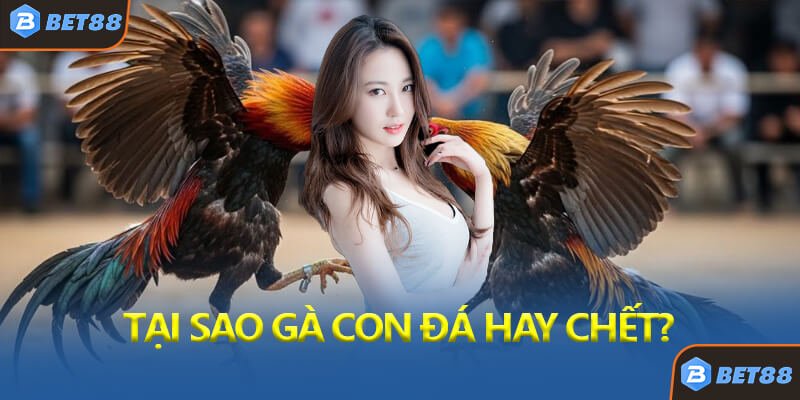 Tại Sao Gà Con Đá Hay Chết?