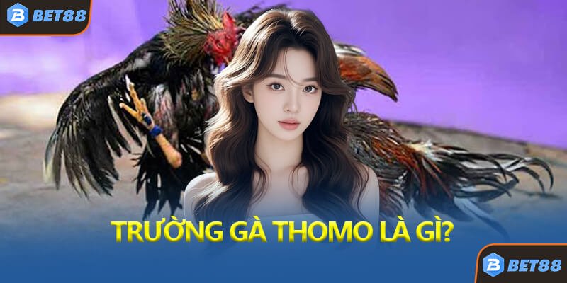 Trường Gà Thomo Là Gì?